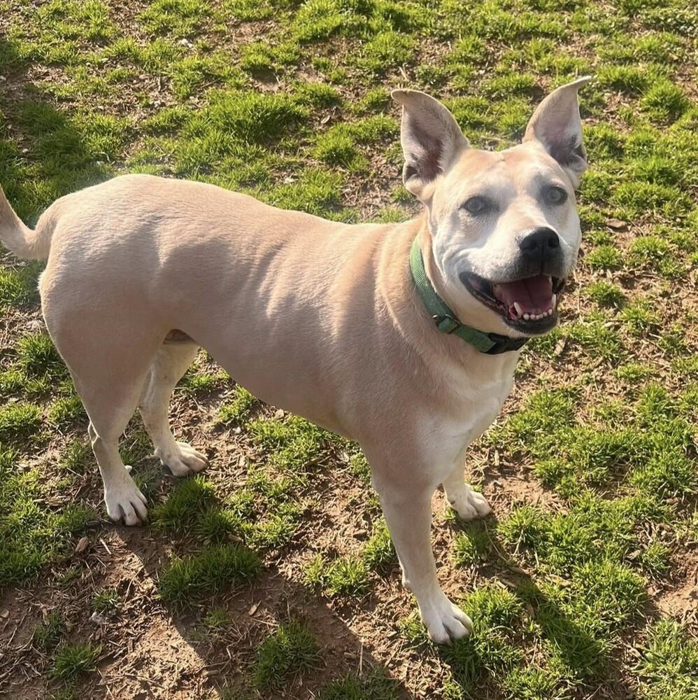 Enlarge Aria, a Adoptable mixed breed in Acworth, GA image 6/6