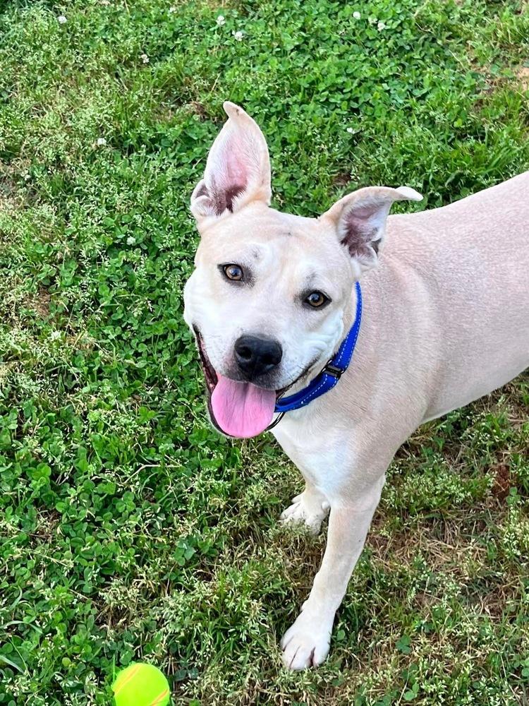 Enlarge Aria, a Adoptable mixed breed in Acworth, GA image 5/6