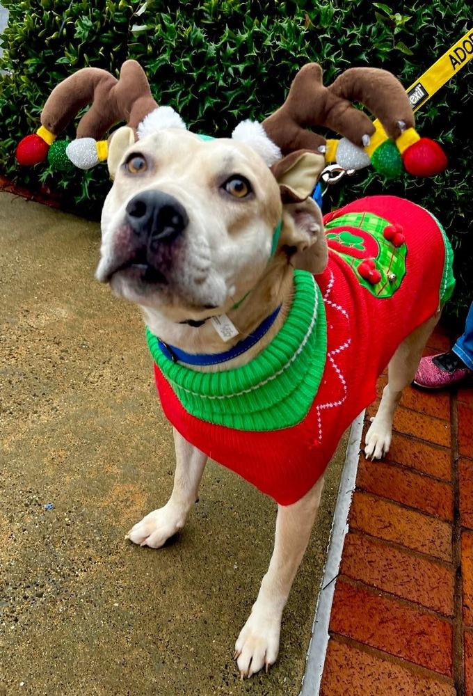 Enlarge Aria, a Adoptable mixed breed in Acworth, GA image 6/6