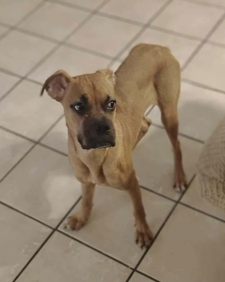 Chloe, Adoptable, Puppy Female Boxer.