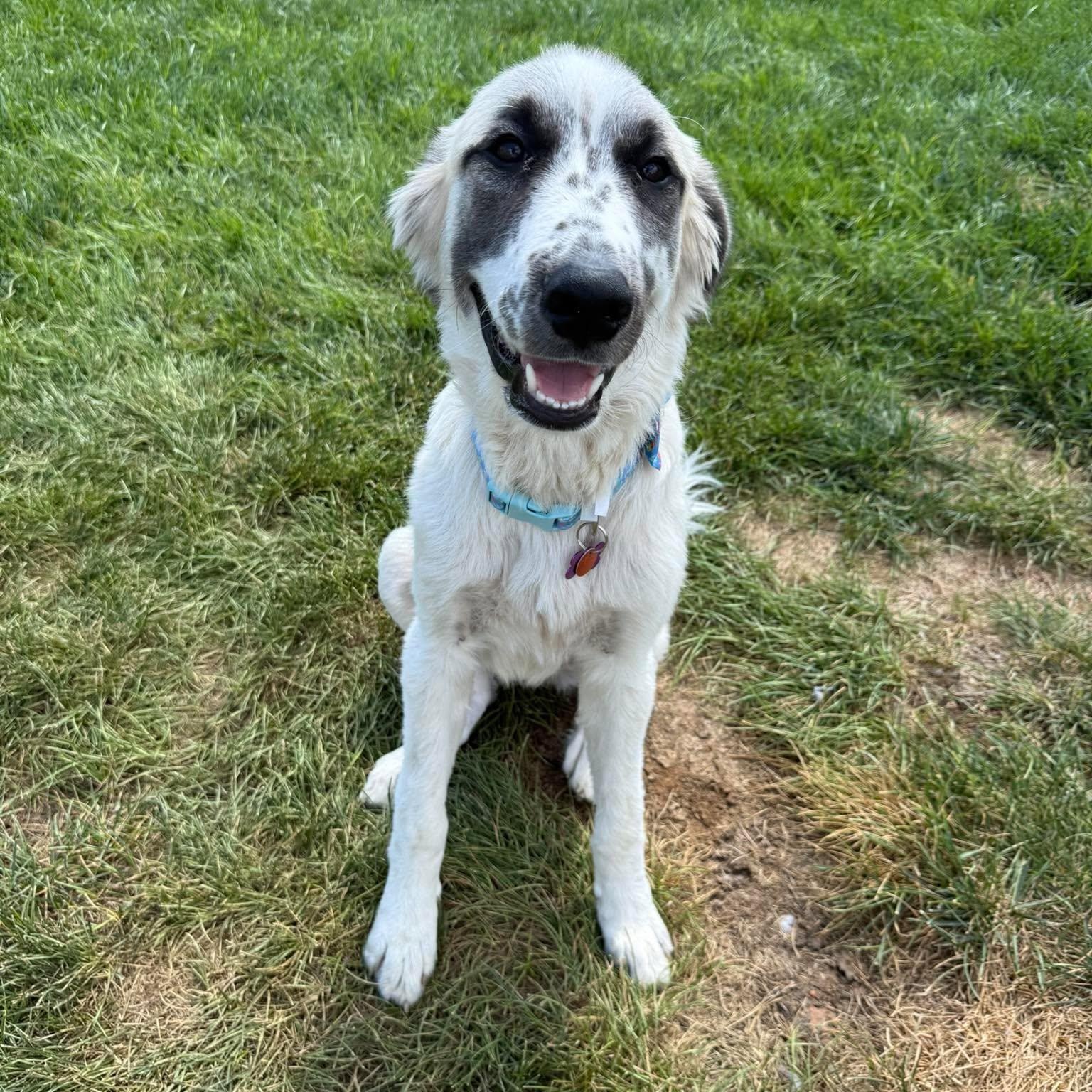 Enlarge Arrow, a Adopted mixed breed in Springfield, MO image 6/6