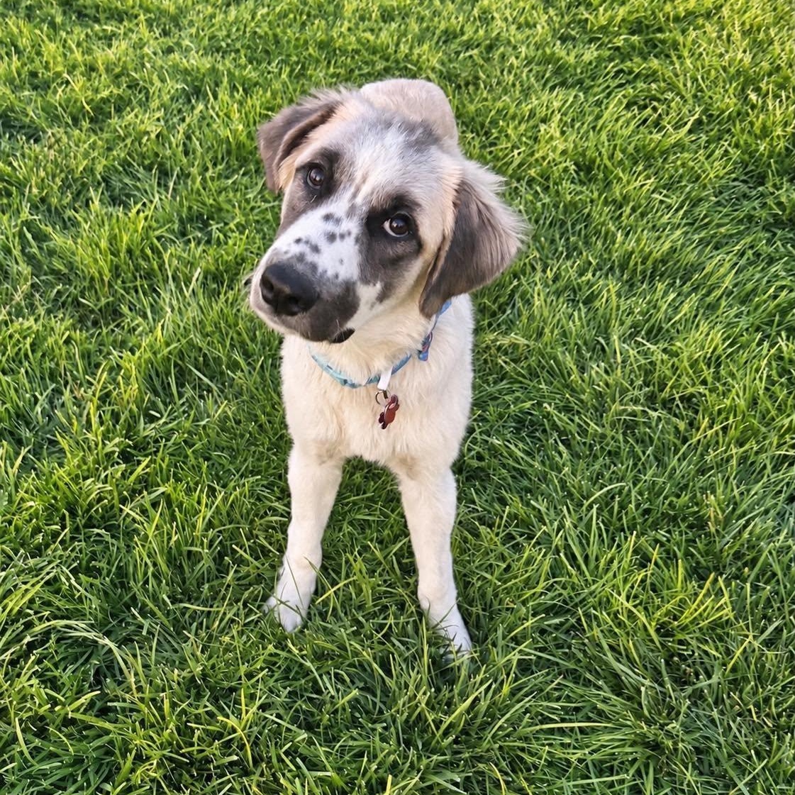 Enlarge Arrow, a Adopted mixed breed in Springfield, MO image 5/6