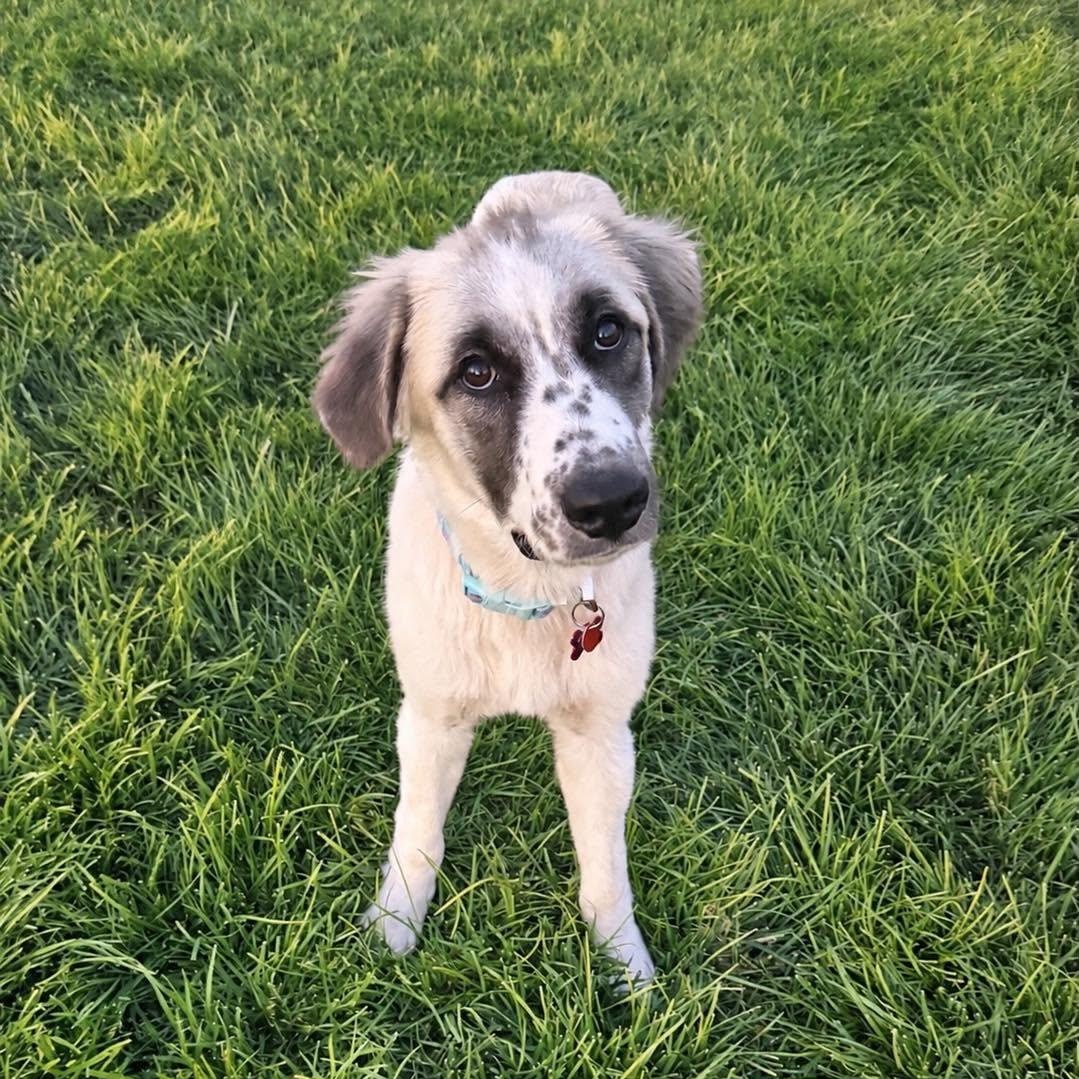 Enlarge Arrow, a Adopted mixed breed in Springfield, MO image 1/6