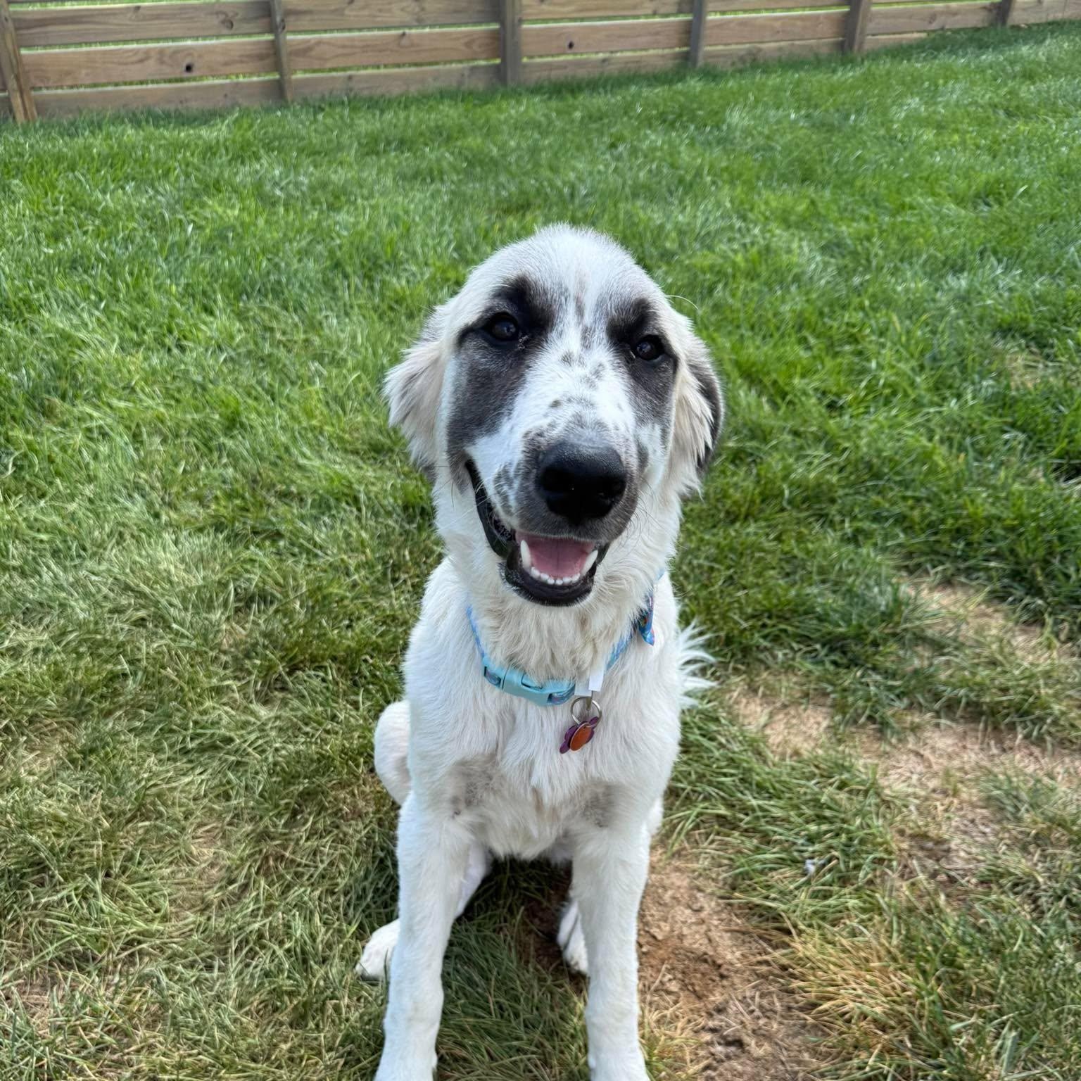 Enlarge Arrow, a Adopted mixed breed in Springfield, MO image 4/6