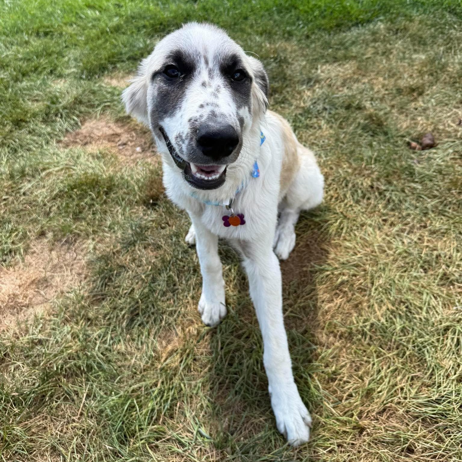 Enlarge Arrow, a Adopted mixed breed in Springfield, MO image 2/6