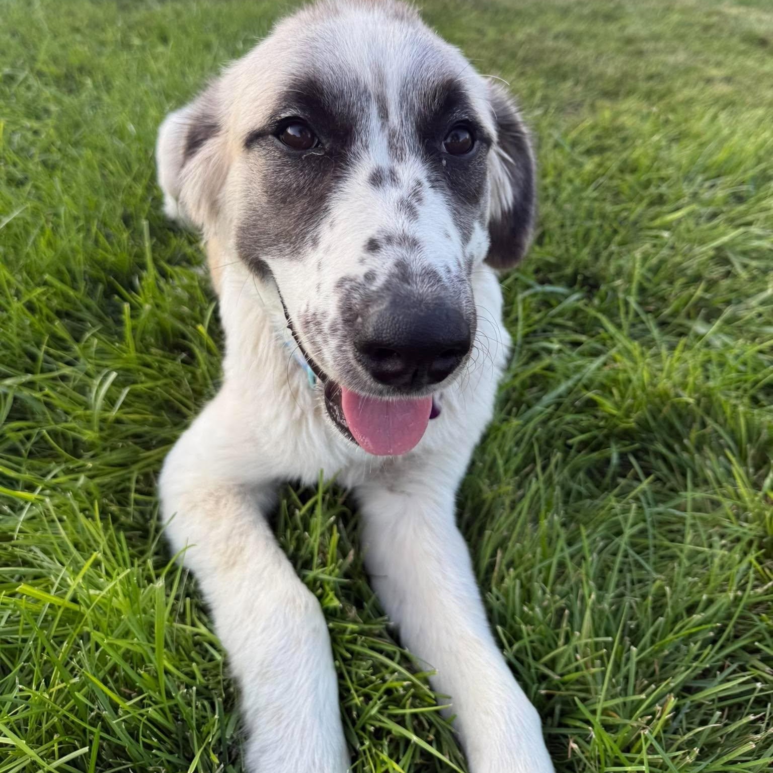 Enlarge Arrow, a Adopted mixed breed in Springfield, MO image 3/6
