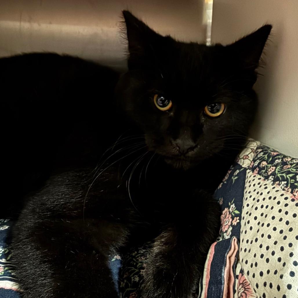 Enlarge Jayden, a Adoptable Domestic Short Hair in Cedaredge, CO image 1/4