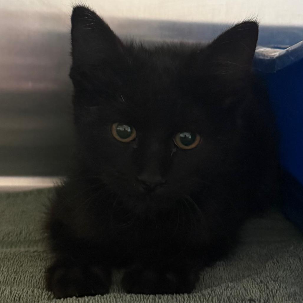 Enlarge Jayden, a Adoptable Domestic Short Hair in Cedaredge, CO image 2/4