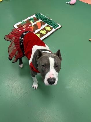 Carlos, Adoptable, Adult Male Pit Bull Terrier & Mixed Breed.