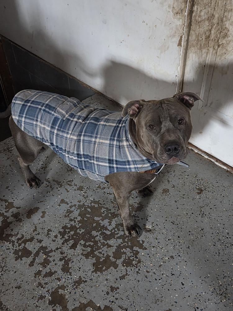 Bruno #3, Adoptable, Adult Male Pit Bull Terrier & American Staffordshire Terrier.