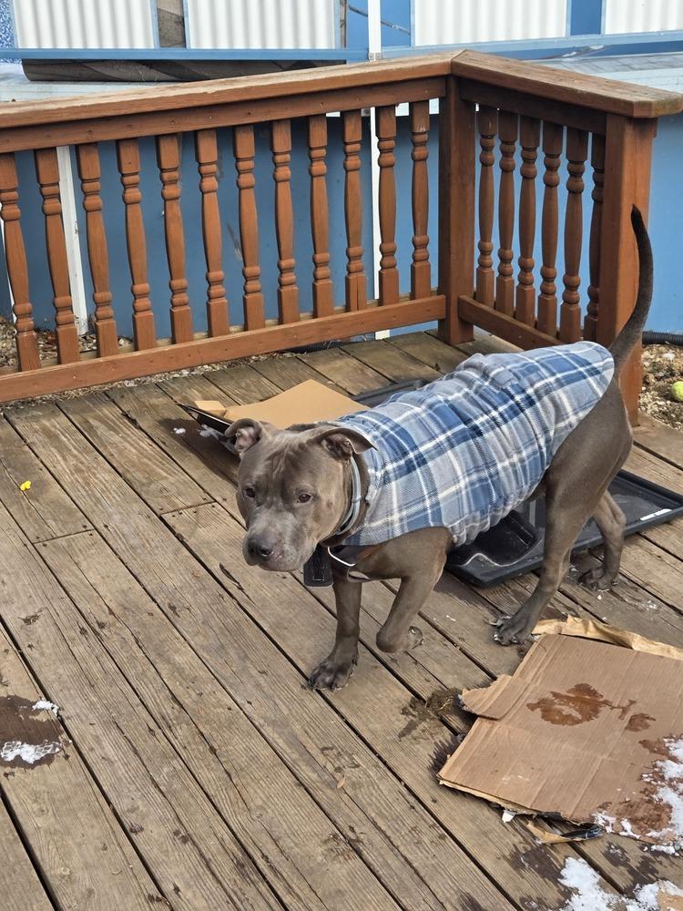 Enlarge Bruno #3, a Adoptable mixed breed in Indianapolis, IN image 2/5