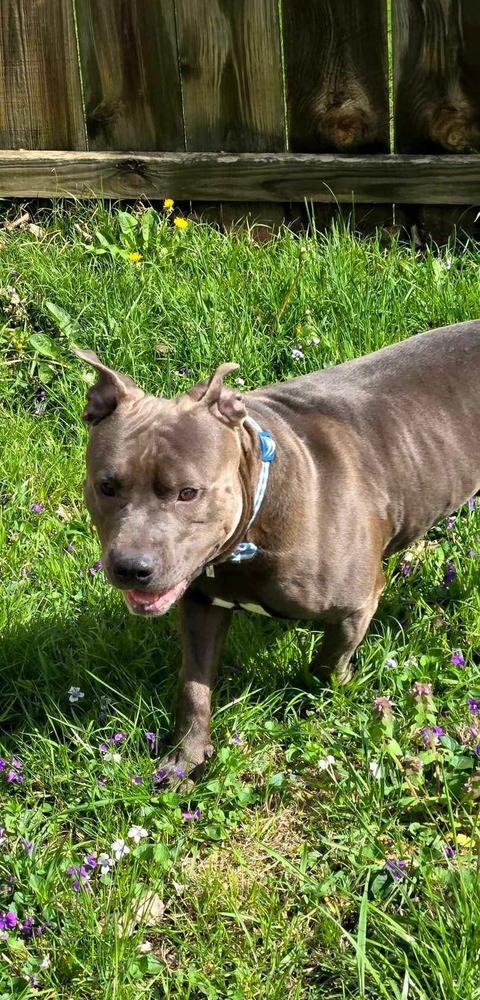 Enlarge Bruno #3, a Adoptable mixed breed in Indianapolis, IN image 3/5