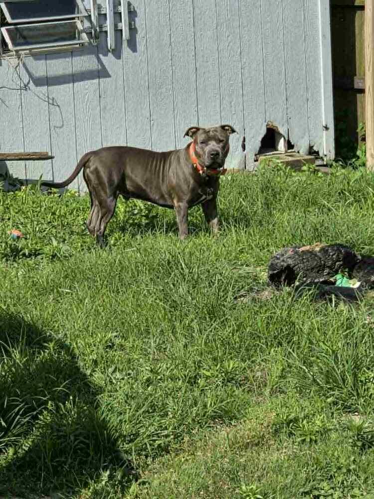 Enlarge Bruno #3, a Adoptable mixed breed in Indianapolis, IN image 4/5