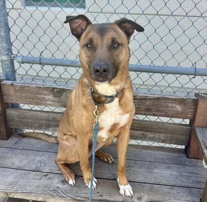 Enlarge MUSA, a Adoptable mixed breed in Martinez, CA image 1/1