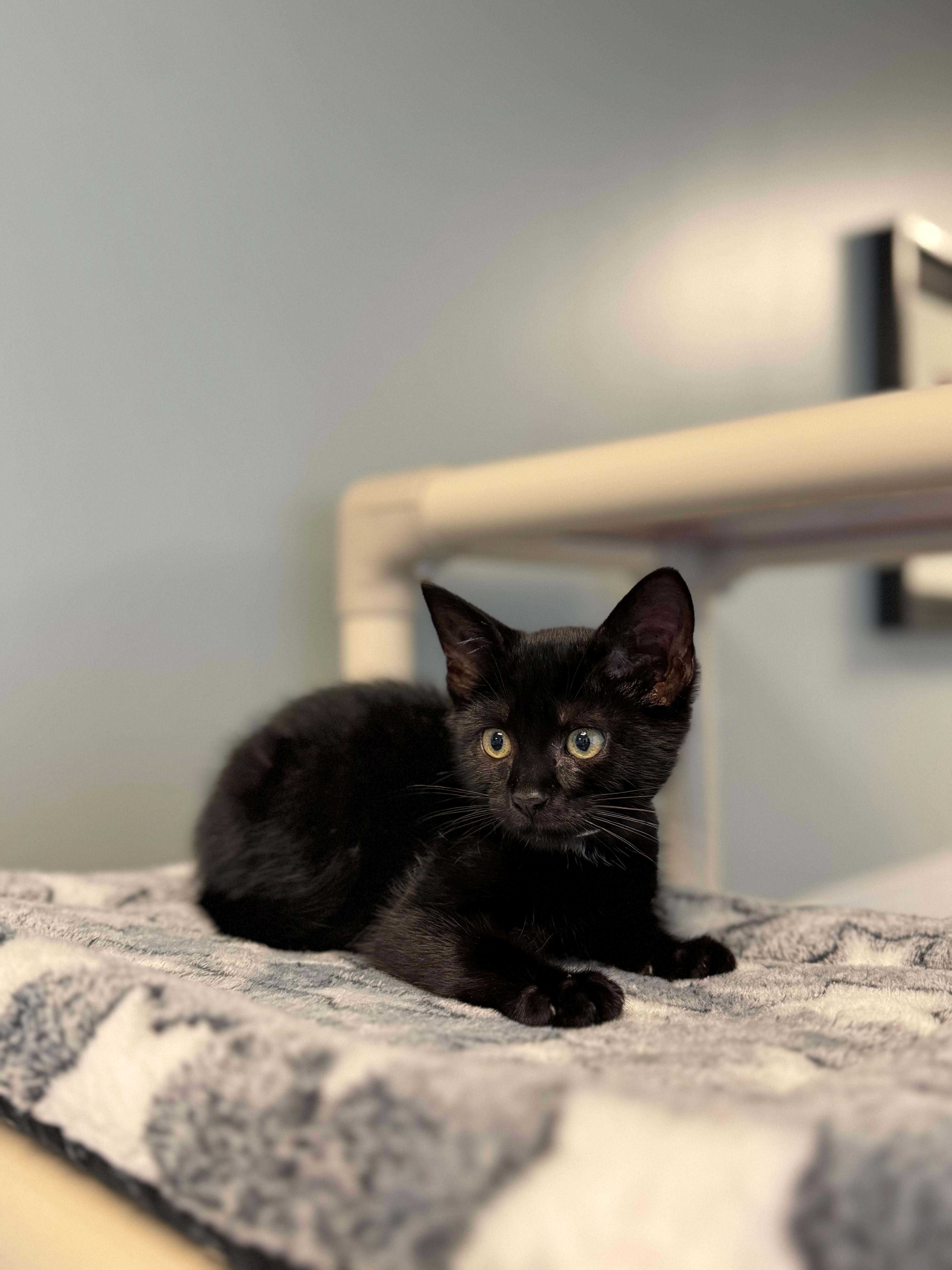 Craig, ADOPTABLE, Kitten Male Domestic Short Hair.