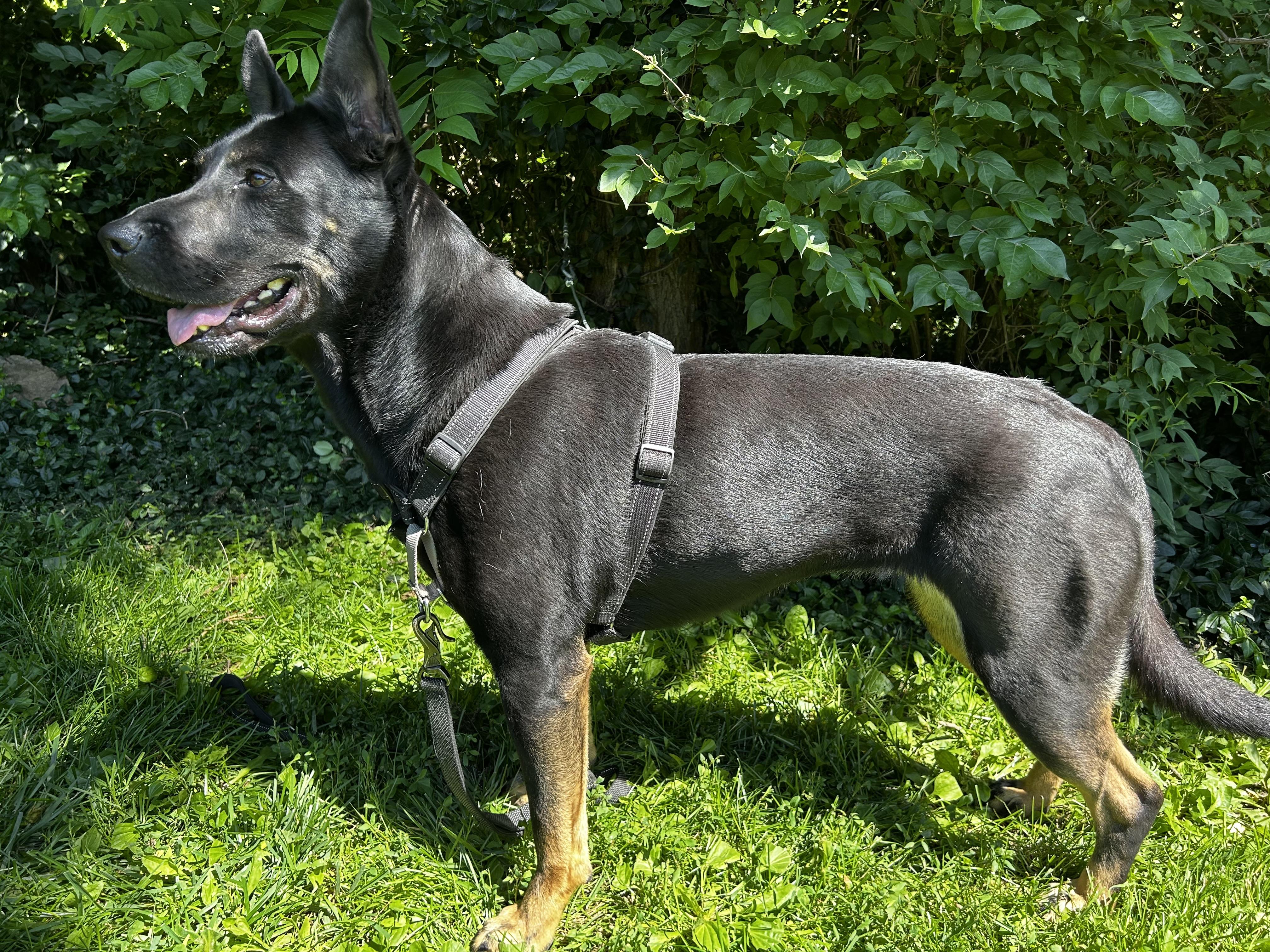 Aspen, a Adoptable mixed breed in Indianapolis, IN image 4/4