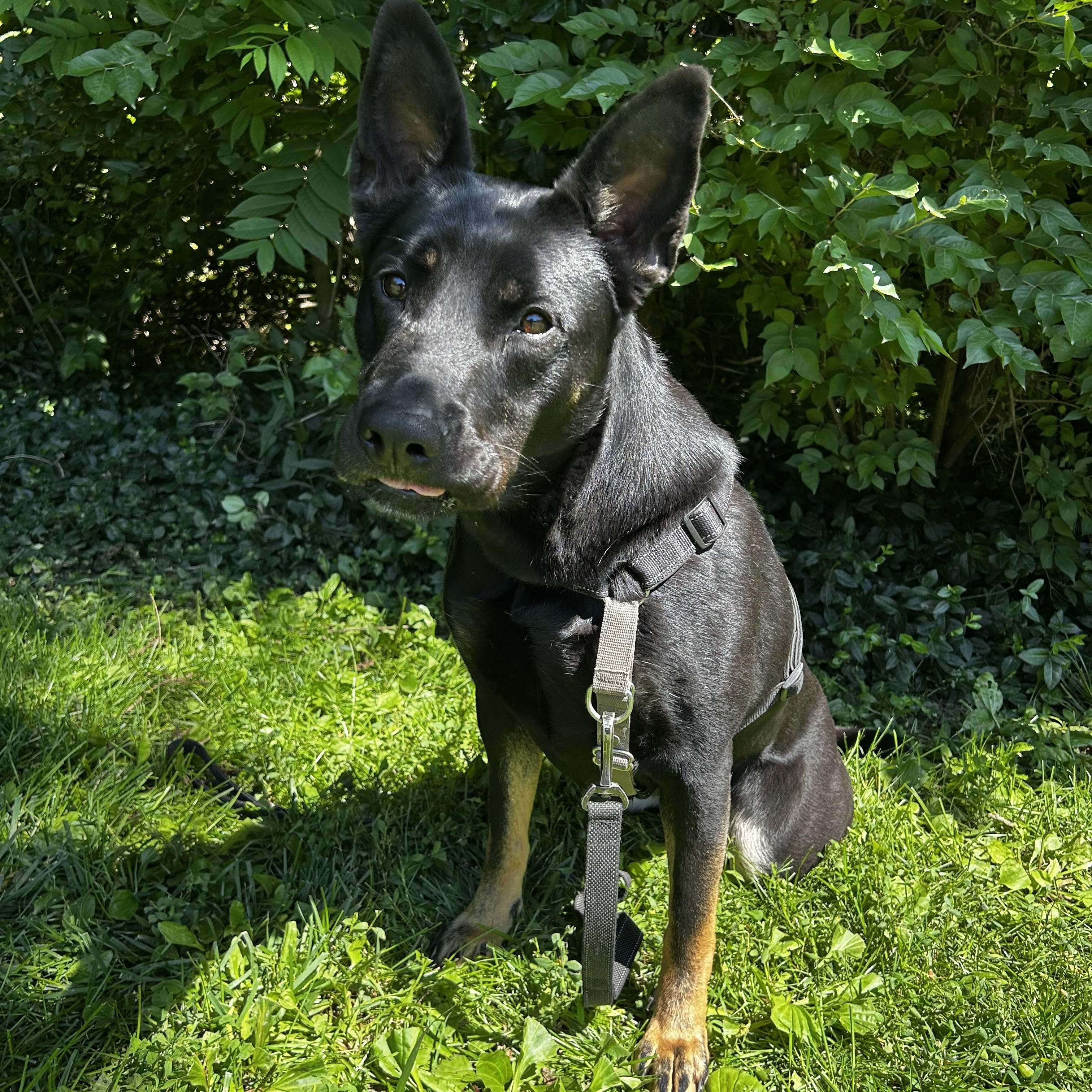 Aspen, a Adoptable mixed breed in Indianapolis, IN image 2/4
