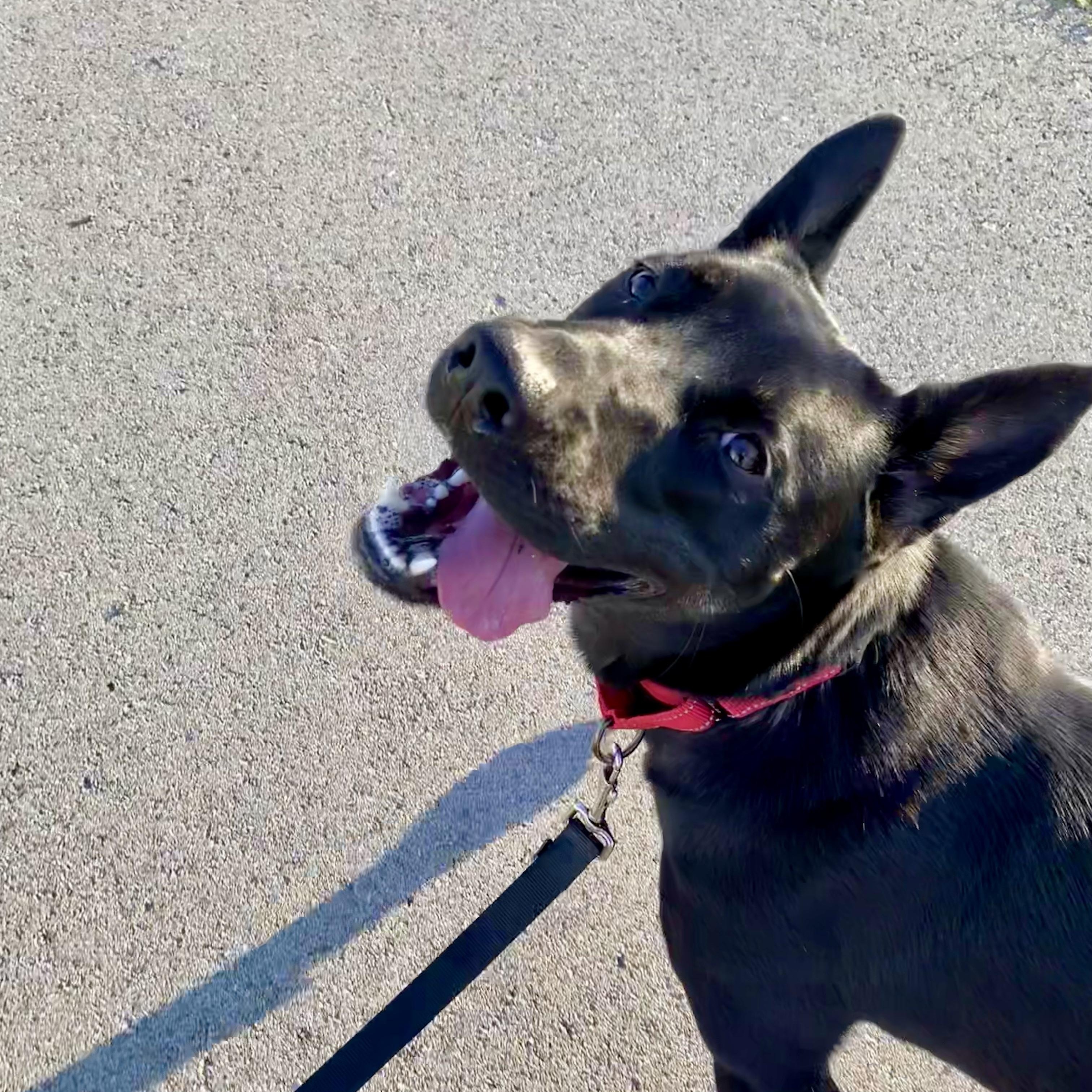 Aspen, Adoptable, Adult Female German Shepherd Dog.