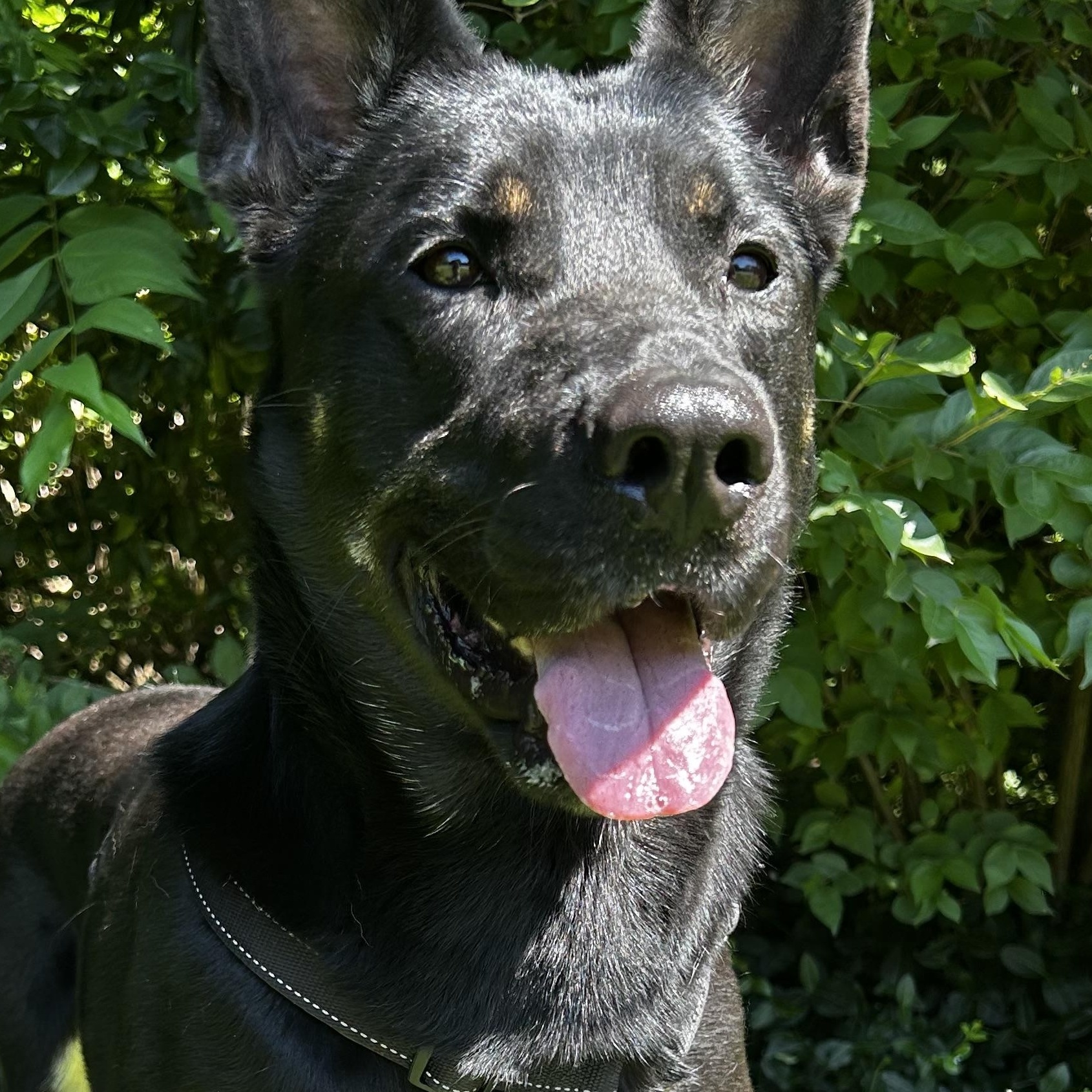 Aspen, Adoptable, Adult Female German Shepherd Dog.
