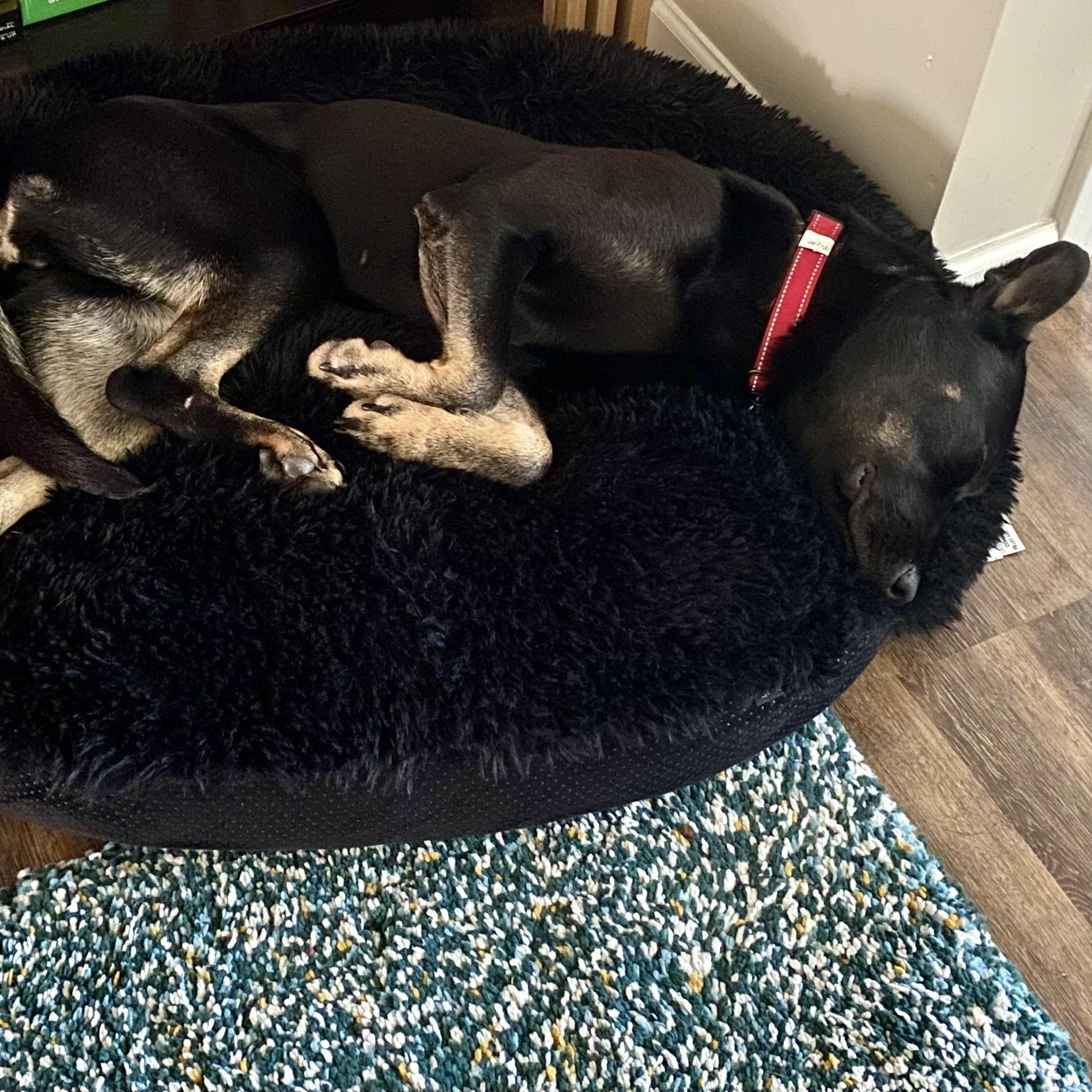Enlarge Aspen, a Adoptable mixed breed in Indianapolis, IN image 2/2