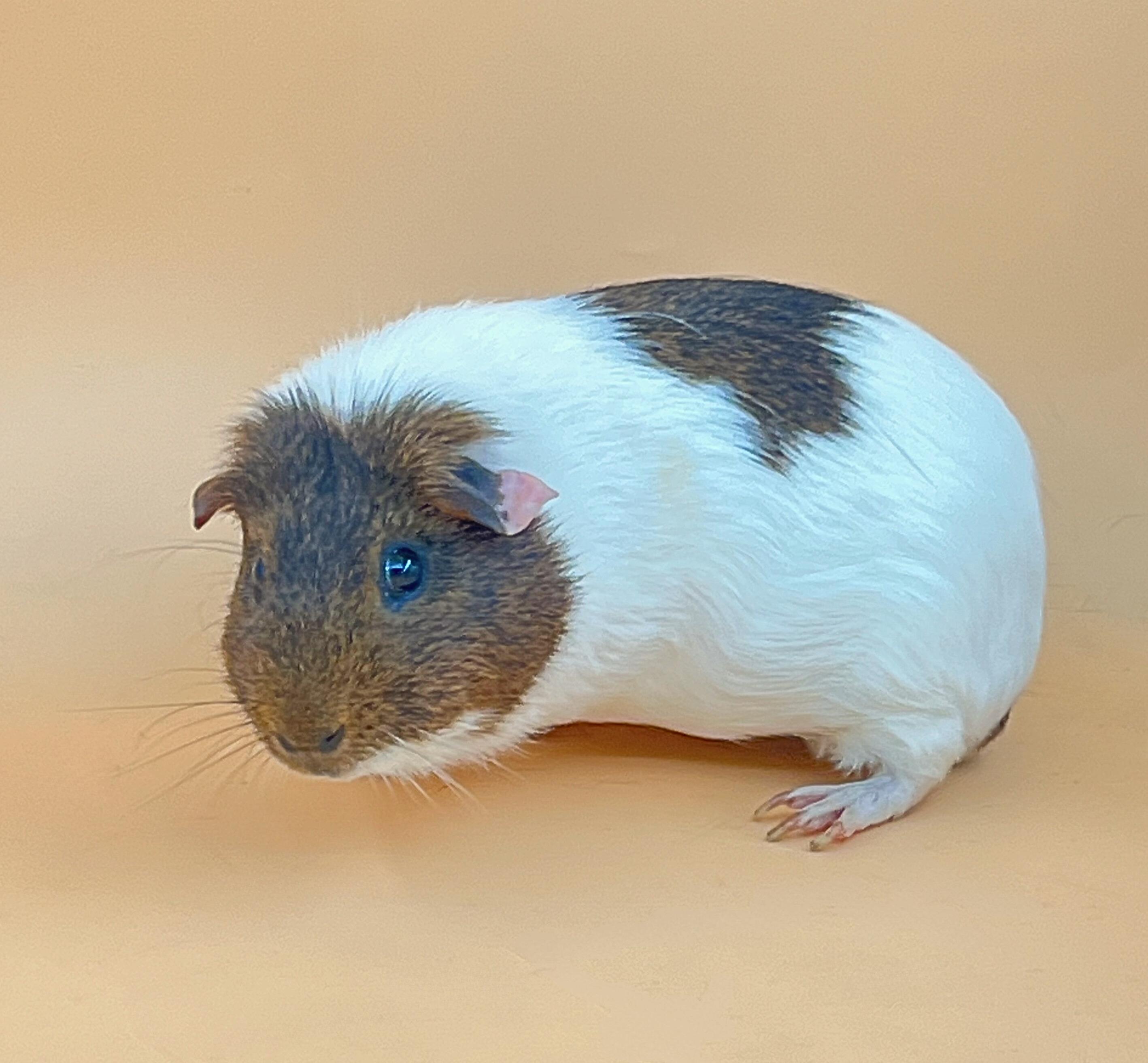 Bugsy, Adopted, Adult Male Guinea Pig.