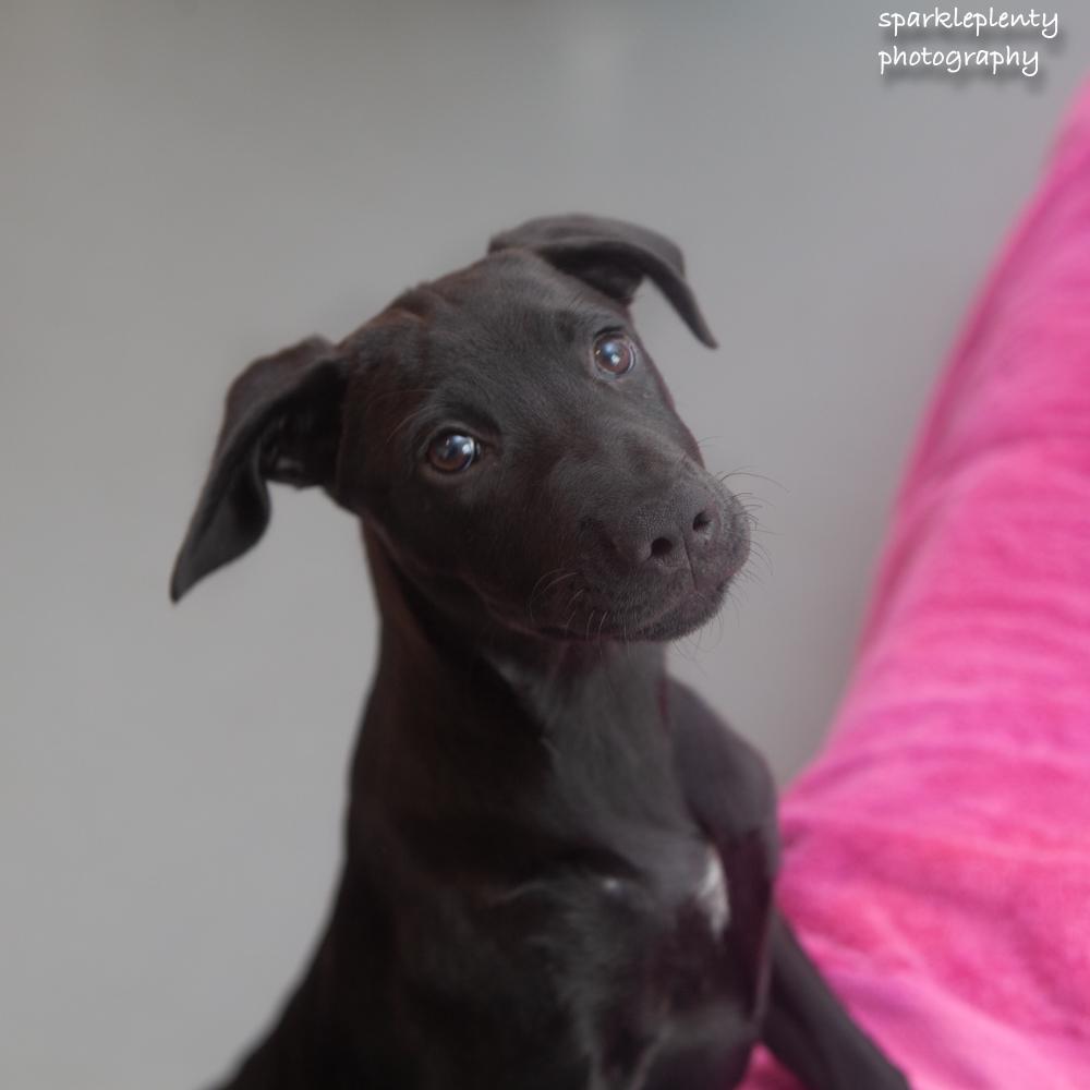 Nera, an adoptable Mixed Breed in Ridgefield, CT image 2/3