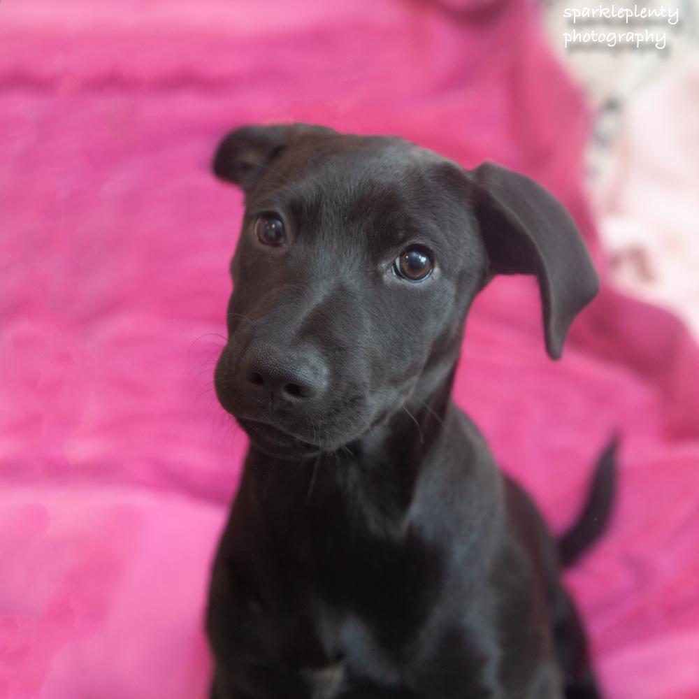 Nera, adoptable, Puppy Female Mixed Breed.