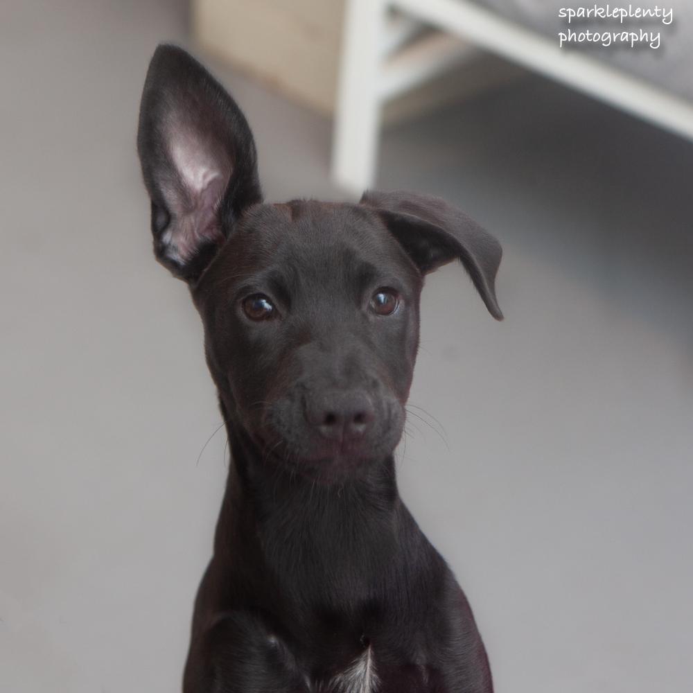 Nera, an adoptable Mixed Breed in Ridgefield, CT image 3/3