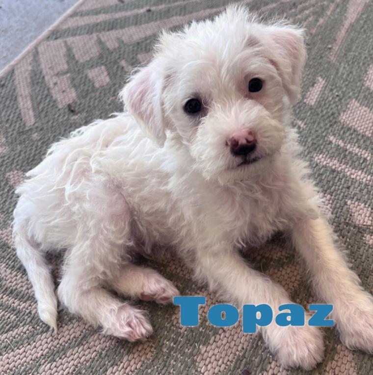 Topaz, ADOPTABLE, Puppy Male Chihuahua & Miniature Poodle.