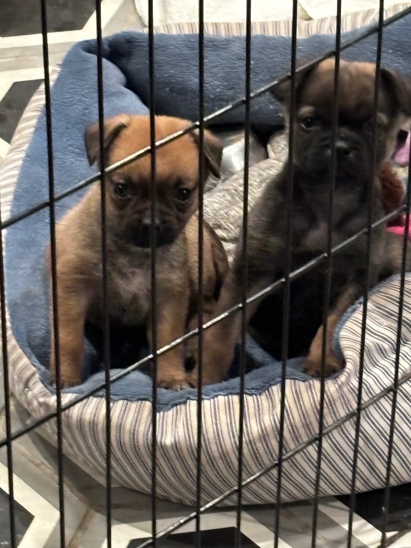 Enlarge Huey, a Adopted mixed breed in Poway, CA image 1/3