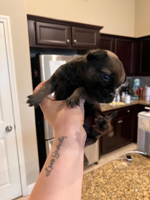 Enlarge Huey, a Adopted mixed breed in Poway, CA image 2/3