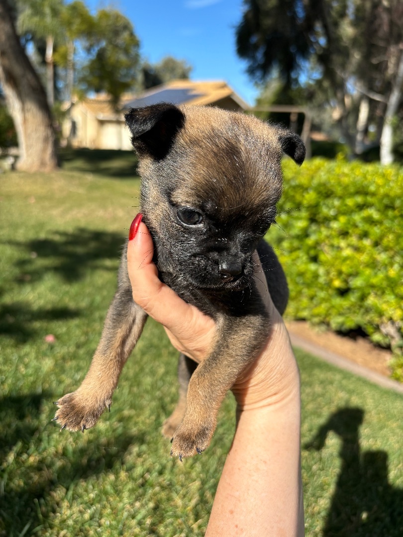 Enlarge Huey, a Adopted mixed breed in Poway, CA image 3/3