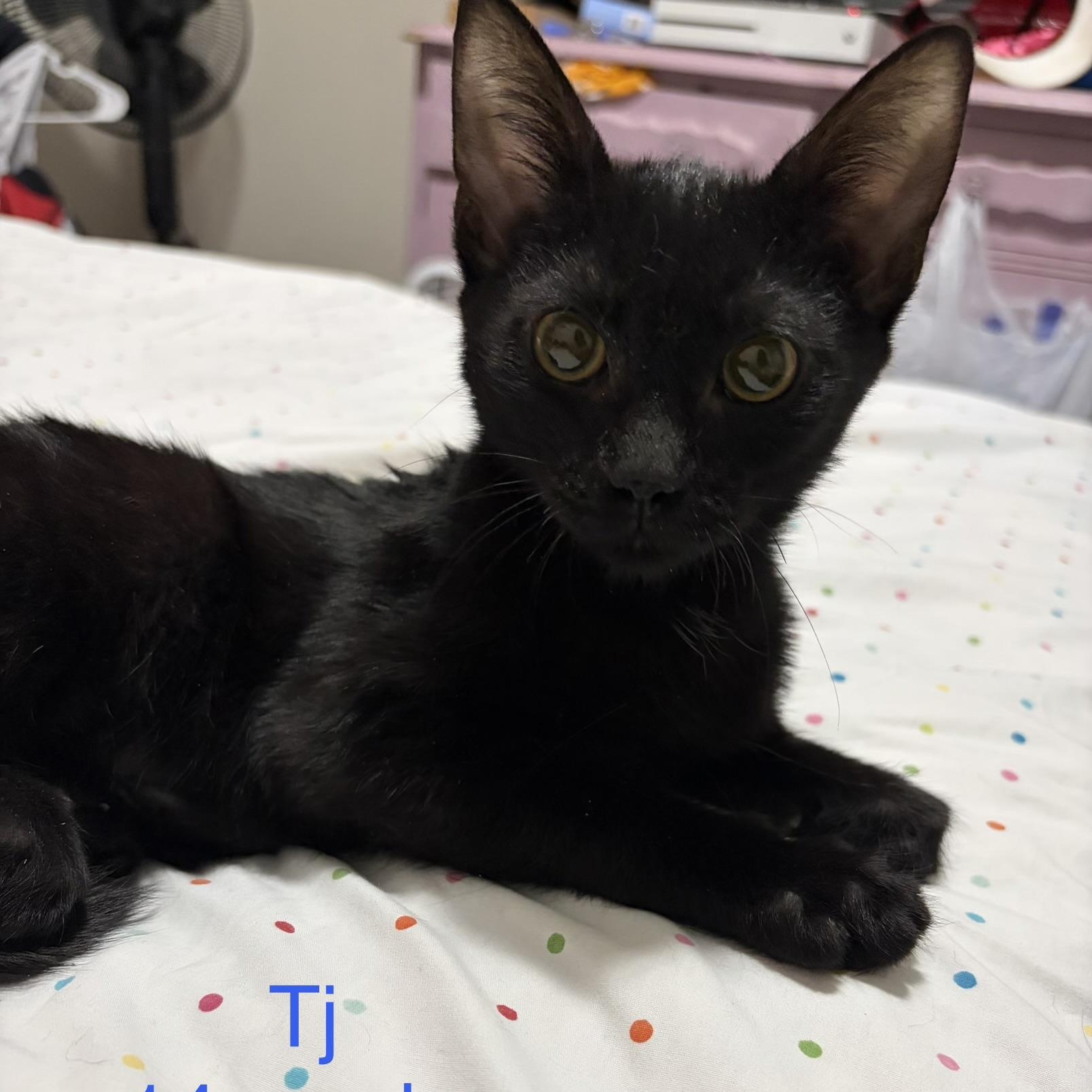 Enlarge Tj, a ADOPTABLE Domestic Short Hair in Davisburg, MI image 1/2