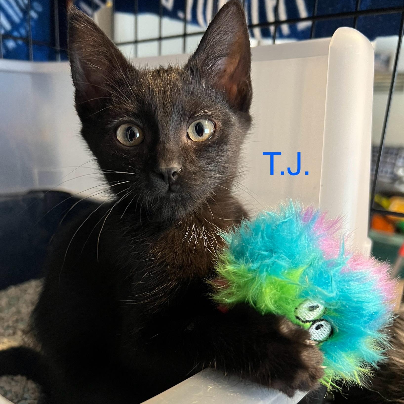 Enlarge Tj, a ADOPTABLE Domestic Short Hair in Davisburg, MI image 2/2
