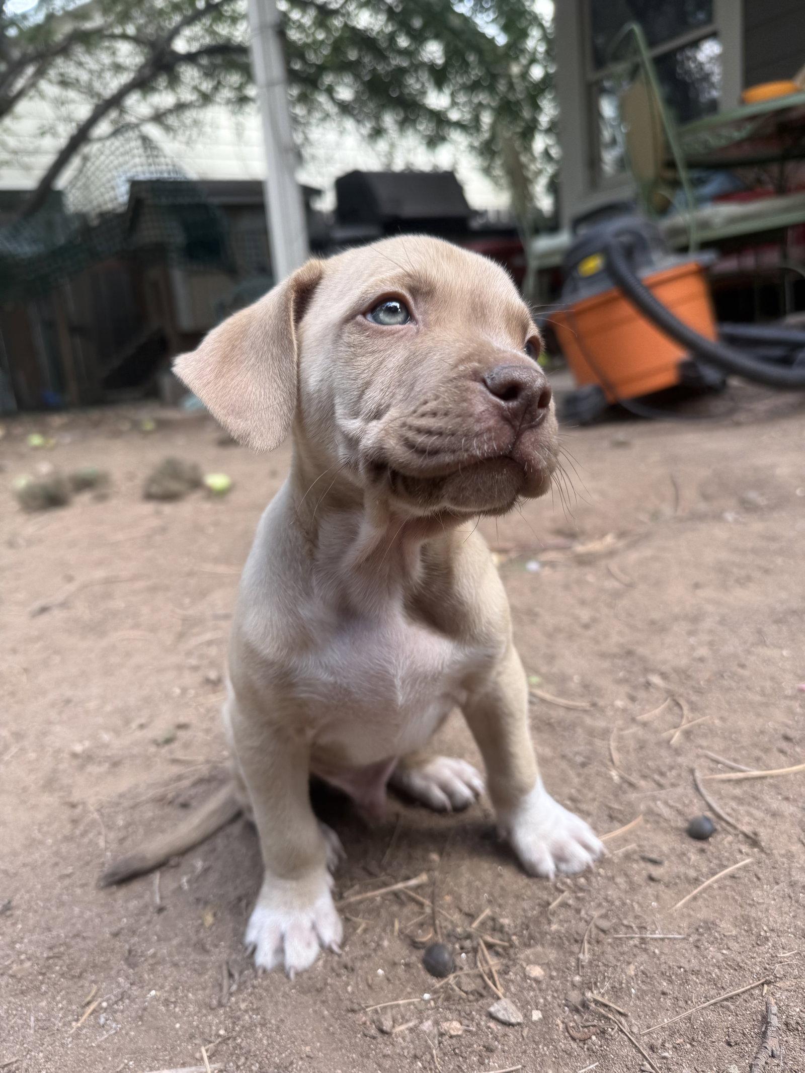 Enlarge Dil, a Adopted Mixed Breed in Fort Collins, CO image 1/2