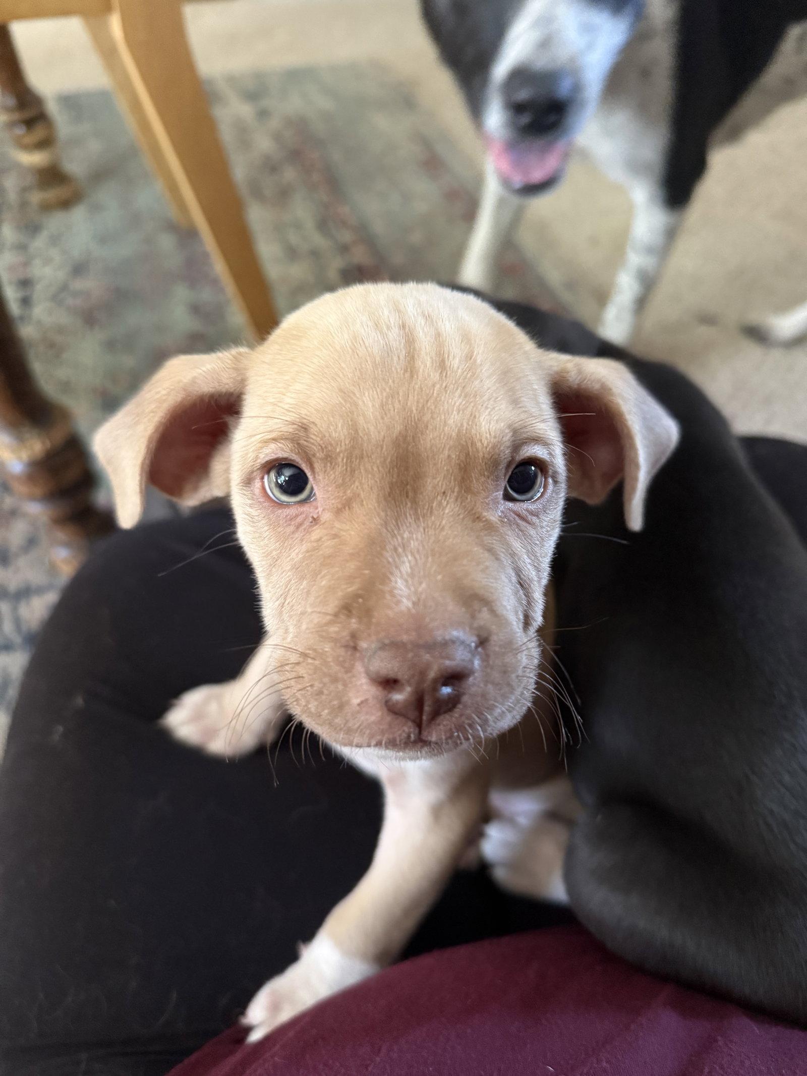 Enlarge Dil, a Adopted Mixed Breed in Fort Collins, CO image 2/2