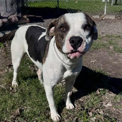 WRANGLER, Adoptable, Adult Male Pit Bull Terrier.