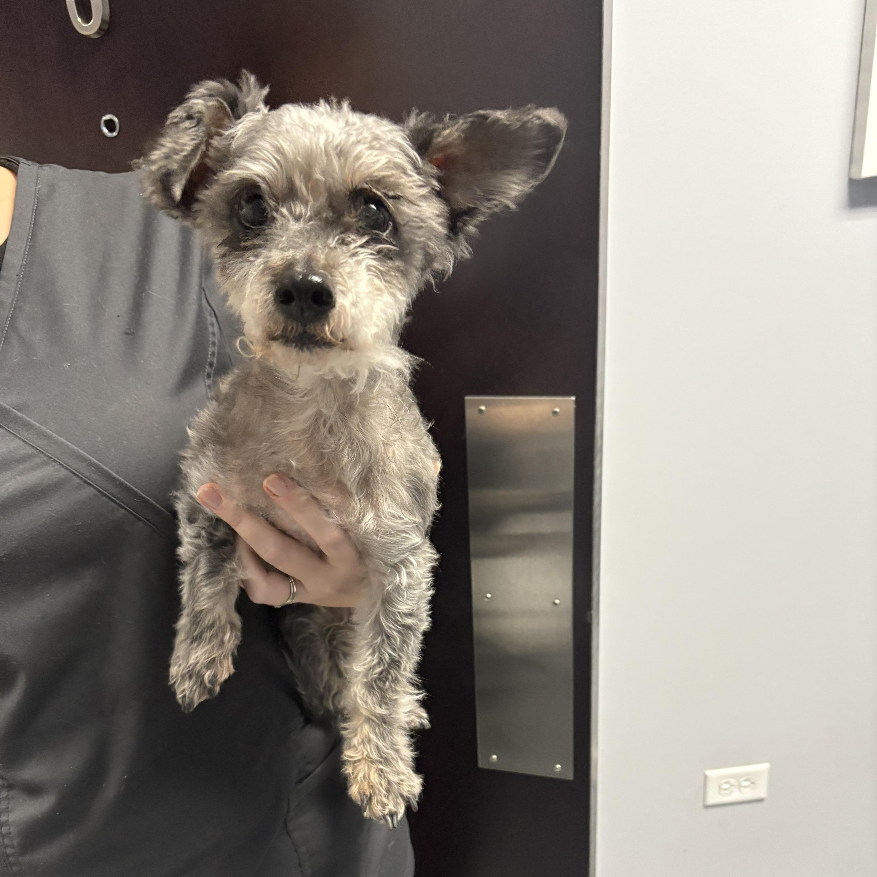 Enlarge Steven Tyler (aka Toto), a Adoptable Miniature Schnauzer in Homer Glen, IL image 1/5