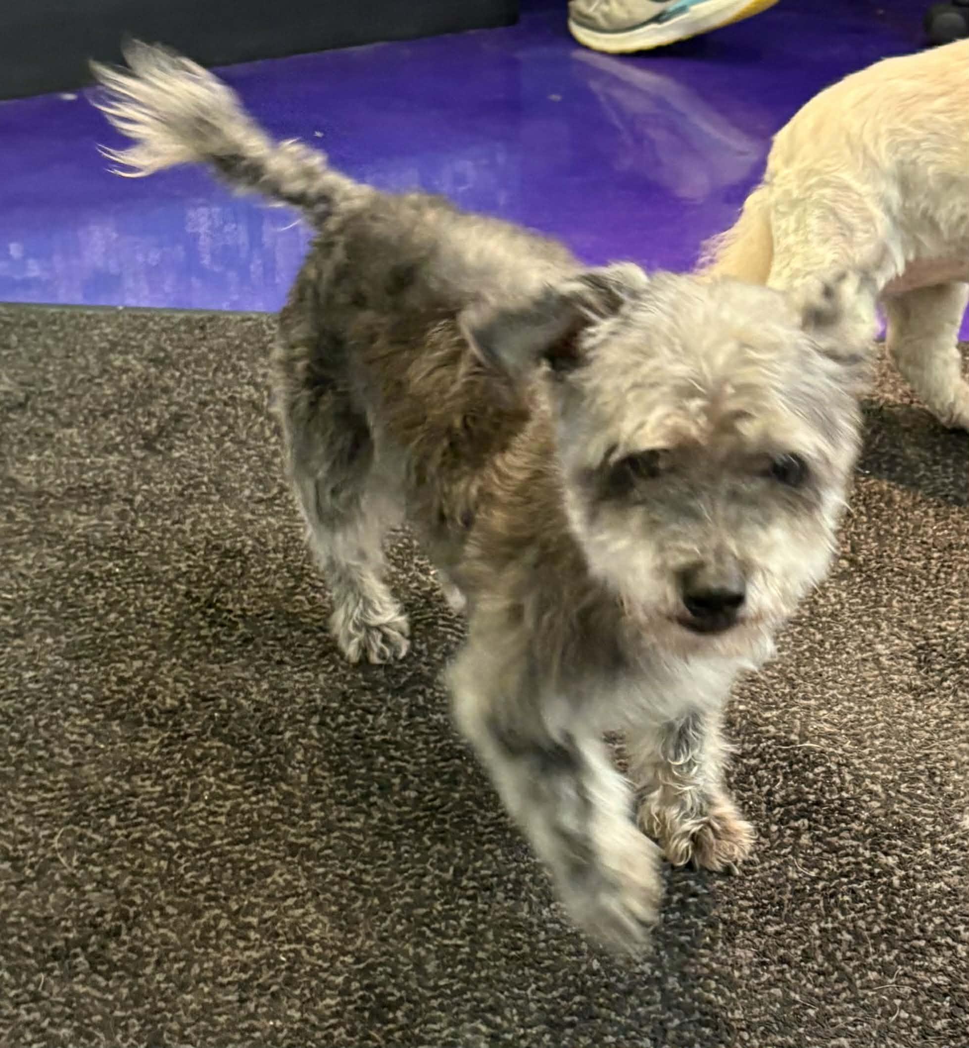 Enlarge Steven Tyler (aka Toto), a Adoptable Miniature Schnauzer in Homer Glen, IL image 6/6