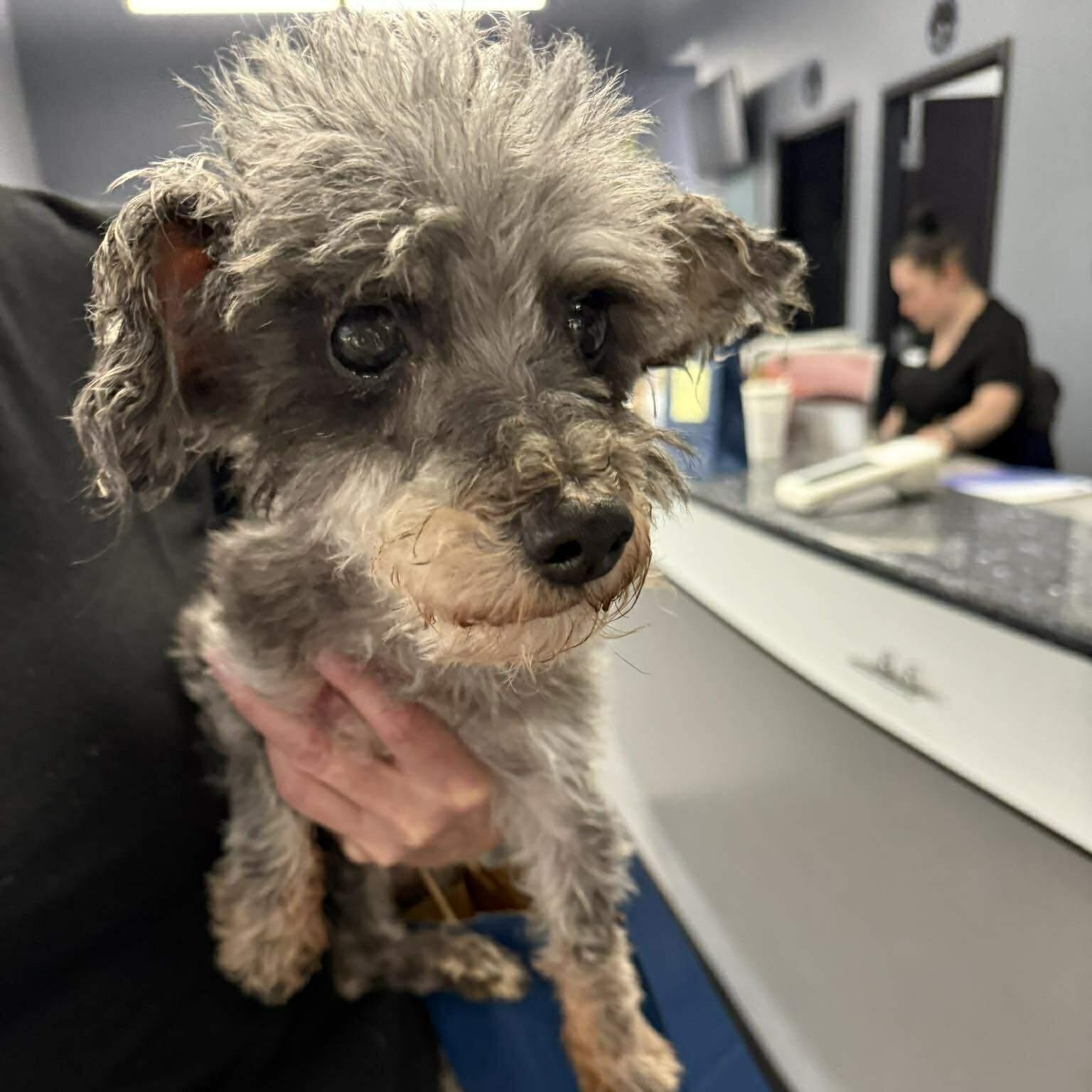 Steven Tyler (aka Toto), Adoptable, Adult Male Miniature Schnauzer.