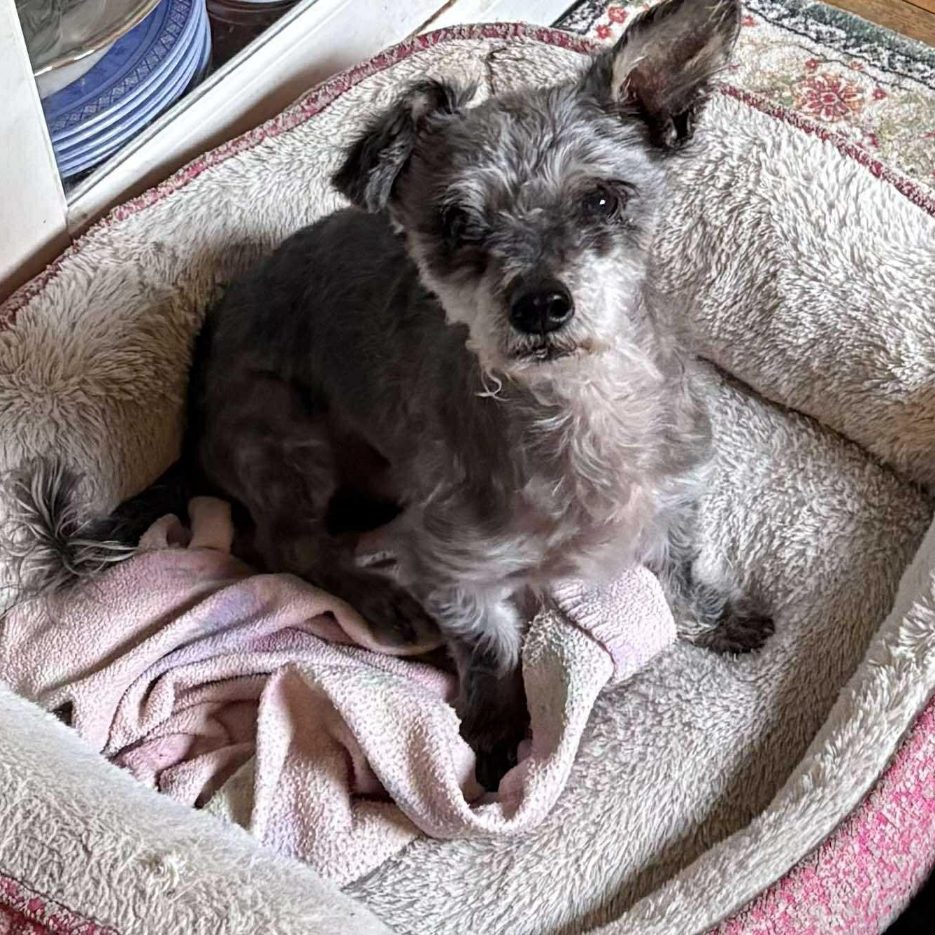 Steven Tyler (aka Toto), Adoptable, Adult Male Miniature Schnauzer.