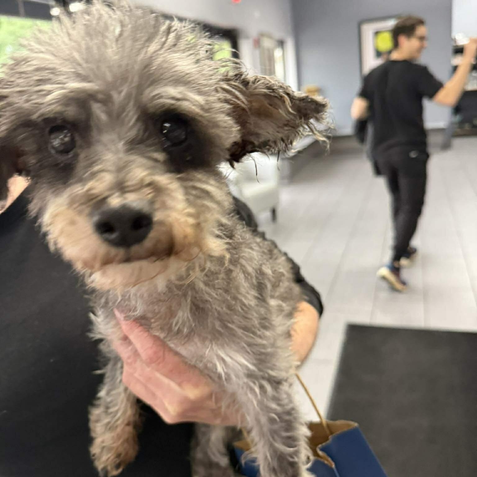 Enlarge Steven Tyler (aka Toto), a Adoptable Miniature Schnauzer in Homer Glen, IL image 4/5