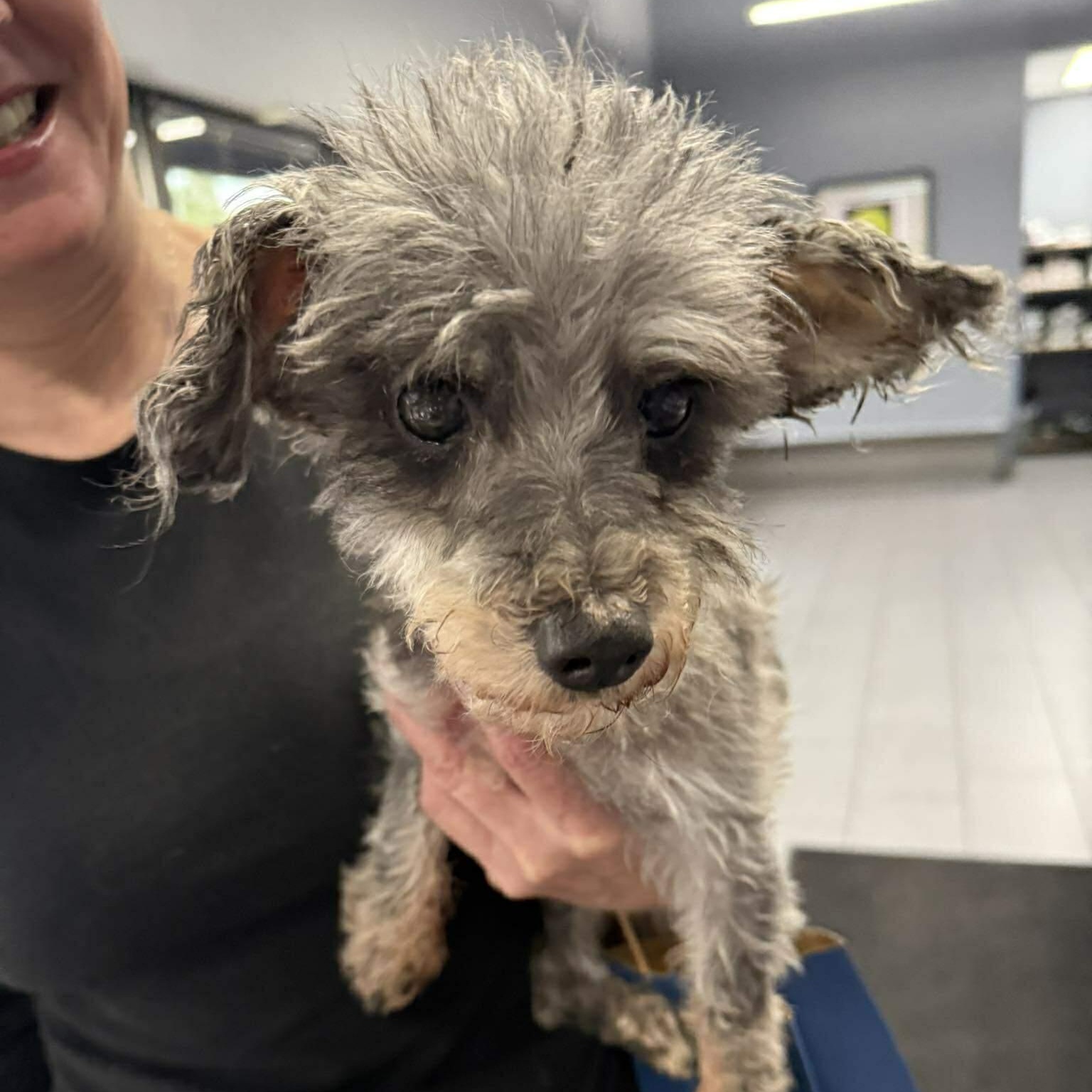 Enlarge Steven Tyler (aka Toto), a Adoptable Miniature Schnauzer in Homer Glen, IL image 5/5