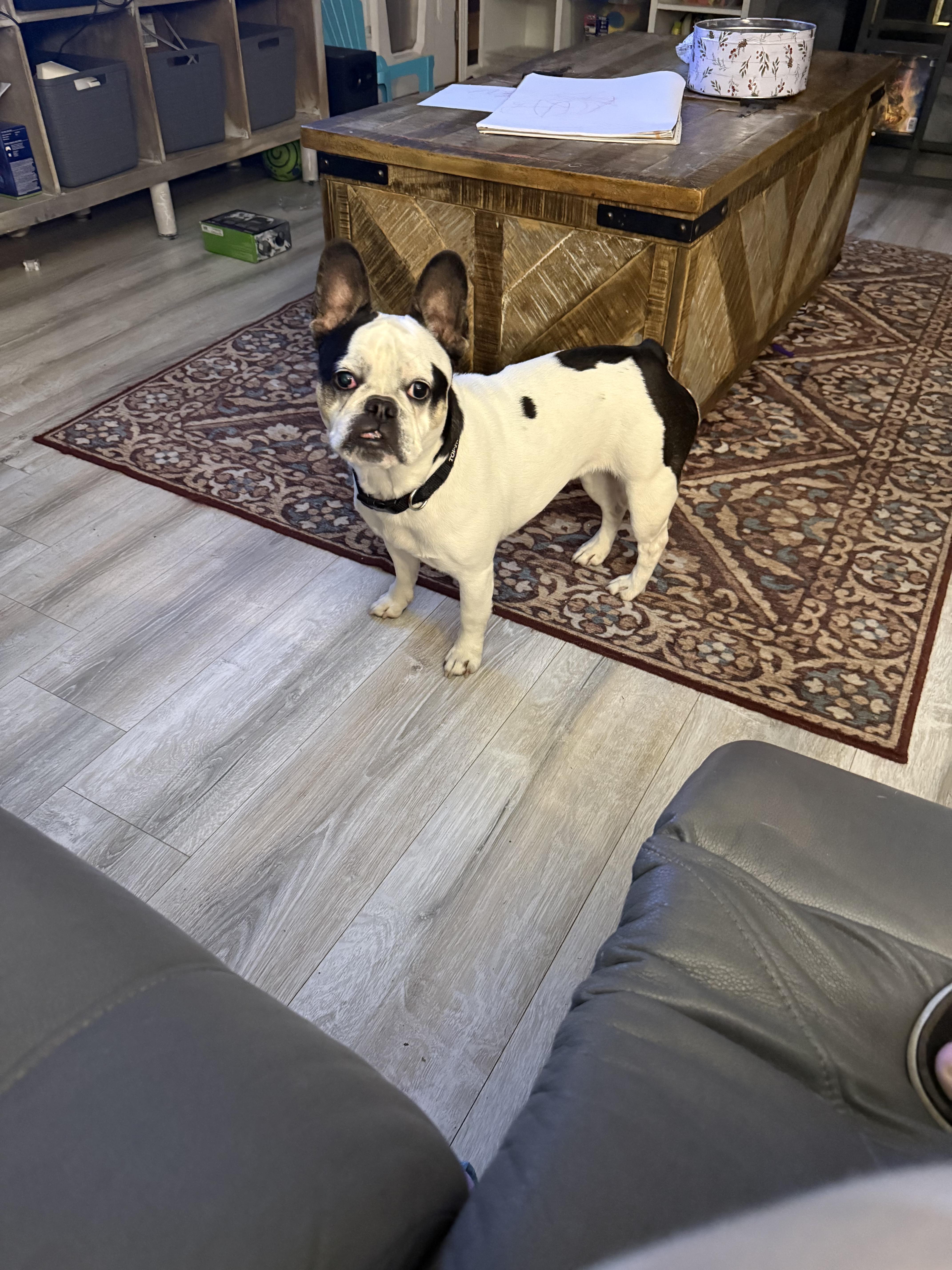 Betsy, a ADOPTABLE French Bulldog in Hendersonville, TN image 1/2