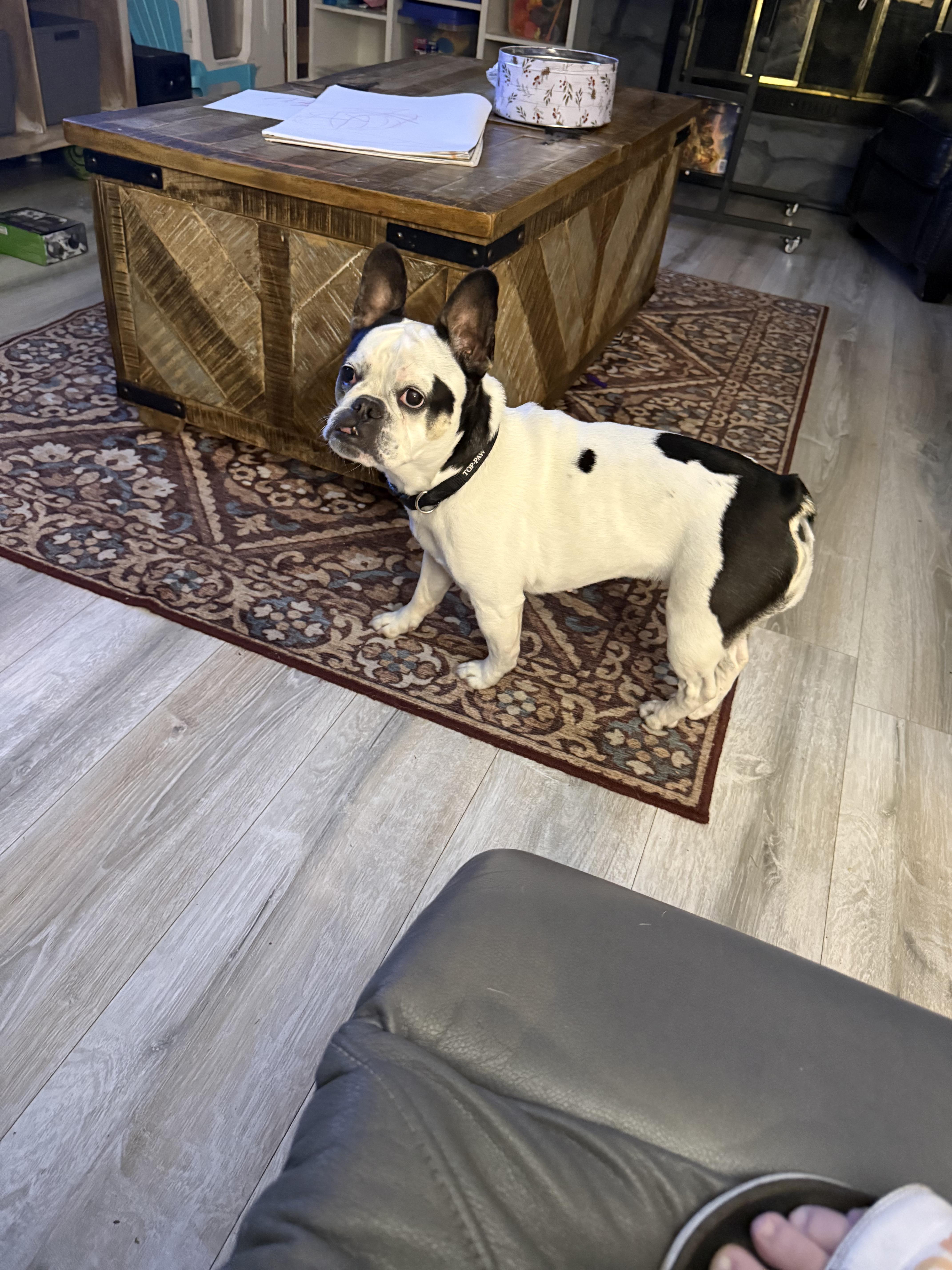 Betsy, a ADOPTABLE French Bulldog in Hendersonville, TN image 2/2