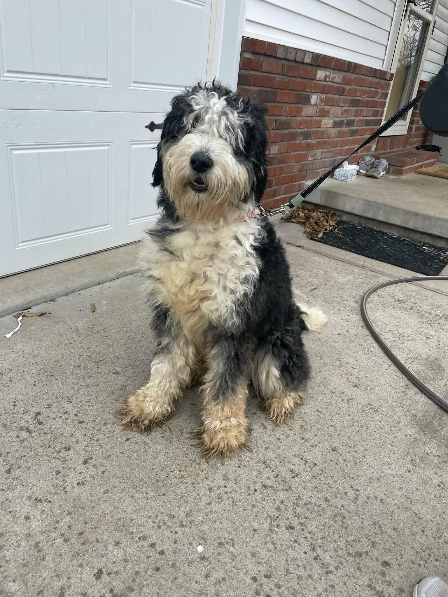 Enlarge Roxanne, a Adopted mixed breed in Fenton, MO image 1/2