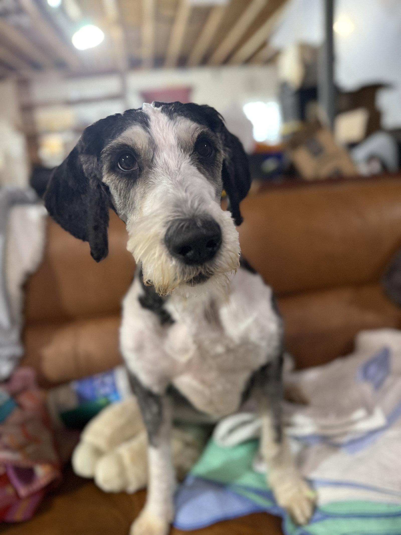 Enlarge Roxanne, a Adopted mixed breed in Fenton, MO image 2/2