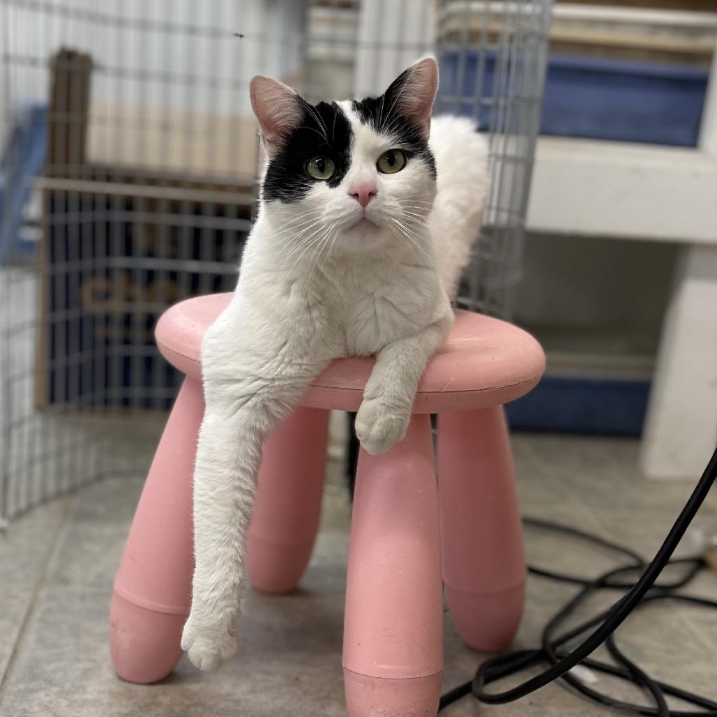 Crankshaft, Adoptable, Adult Male Domestic Short Hair.