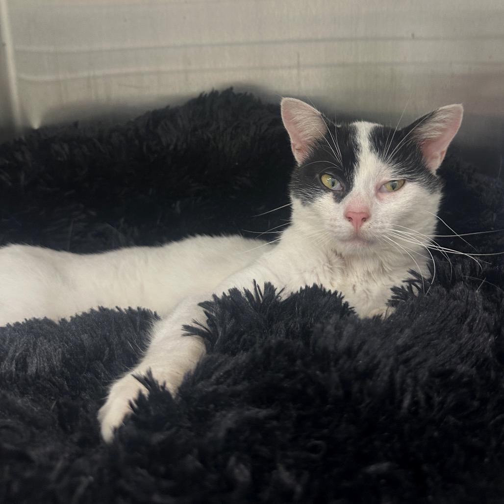 Enlarge Crankshaft, a Adoptable Domestic Short Hair in East Smithfield , PA image 2/6