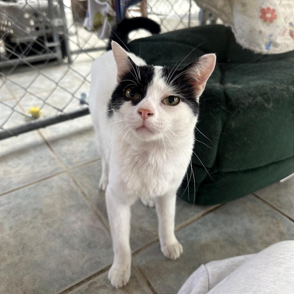 Enlarge Crankshaft, a Adoptable Domestic Short Hair in East Smithfield , PA image 3/6